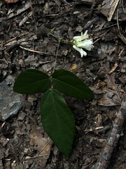 Amphicarpaea bracteata