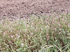 Persicaria bicornis