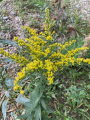 Solidago