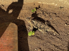 Phrynosoma coronatum