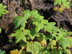 Ribes laxiflorum