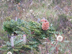 Banksia grandis