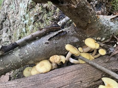 Desarmillaria caespitosa