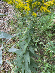 Solidago