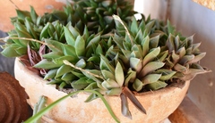 Haworthia cymbiformis