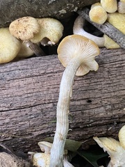 Desarmillaria caespitosa