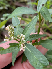 Persicaria