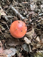 Russula emetica