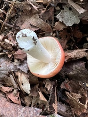 Russula emetica