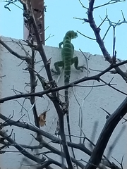 Ctenosaura macrolopha