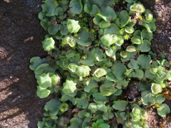 Marchantia