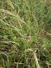 Persicaria bicornis
