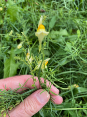 Linaria vulgaris