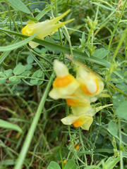 Linaria vulgaris