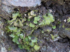 Peltigeraceae