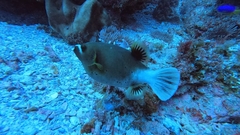 Arothron nigropunctatus