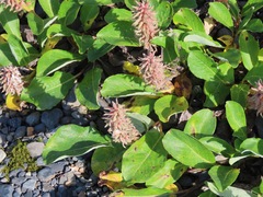 Salix arctica