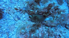 Arothron nigropunctatus