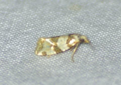 Aethes argentilimitana