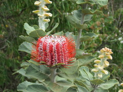 Banksia coccinea