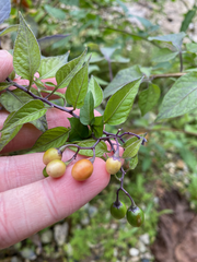 Solanum dulcamara