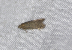 Dichomeris ligulella