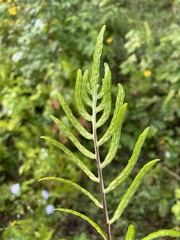 Woodwardia areolata
