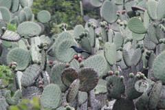 Melanotis caerulescens