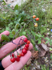 Solanum dulcamara