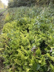 Woodwardia areolata