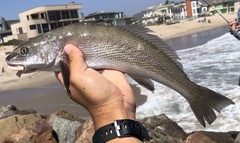 Menticirrhus undulatus