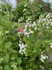 Ageratina