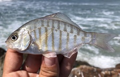 Amphistichus argenteus