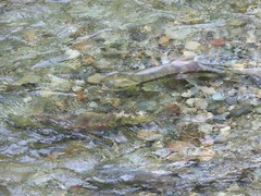 Oncorhynchus keta