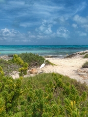 Ardea herodias occidentalis