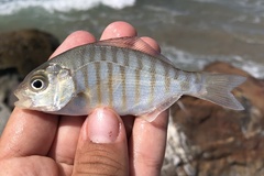 Amphistichus argenteus