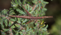 Vandiemenella viatica