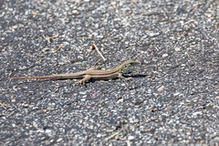 Aspidoscelis sonorae