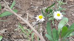 Aphanostephus ramosissimus