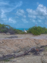 Ardea herodias occidentalis