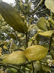 Dendrophthora clavata