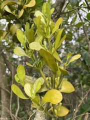 Dendrophthora clavata