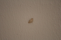 Pseudopyrausta santatalis