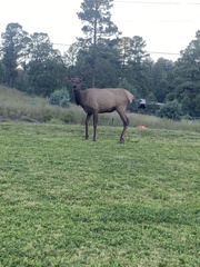 Cervus canadensis canadensis