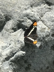 Adelpha eulalia