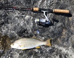 Umbrina roncador