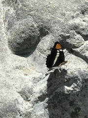 Adelpha eulalia