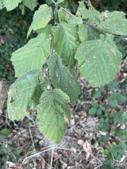 Corylus cornuta
