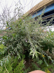Elaeagnus angustifolia