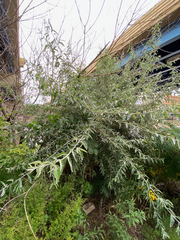 Elaeagnus angustifolia